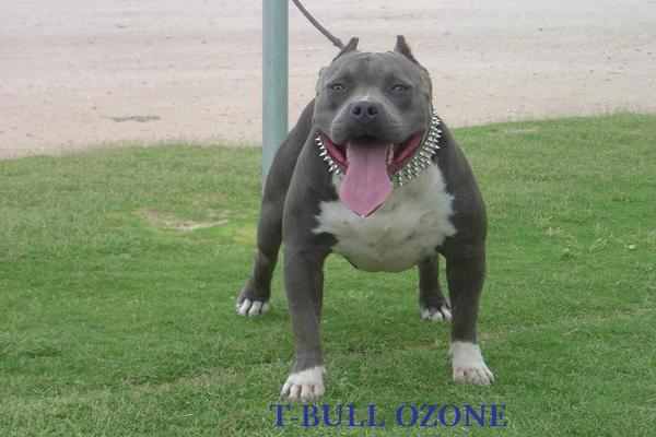 T-Bull Kennels